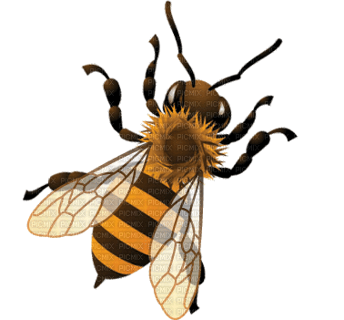 Blog despre albine si albinarit